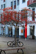 Ein roter Baum auf dem Fischmarkt in Konstanz.